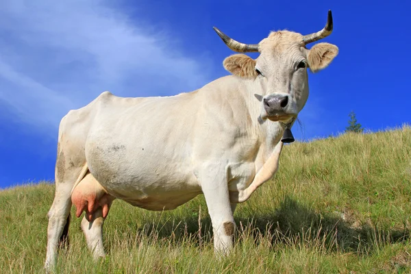 Vaca en un pasto de verano — Foto de Stock