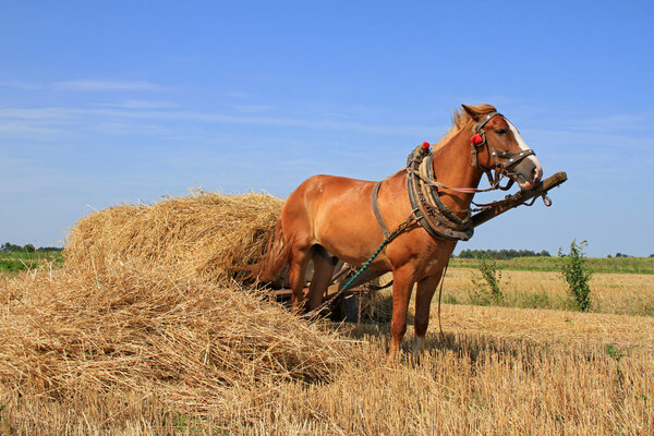 Transportation of hay by a cart.