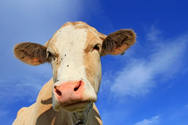 Head of a cow against the sky Royalty Free Stock Images