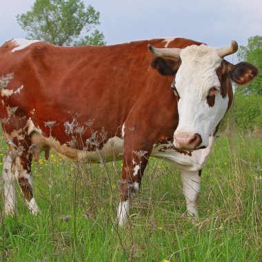 Yaz otlağında inek