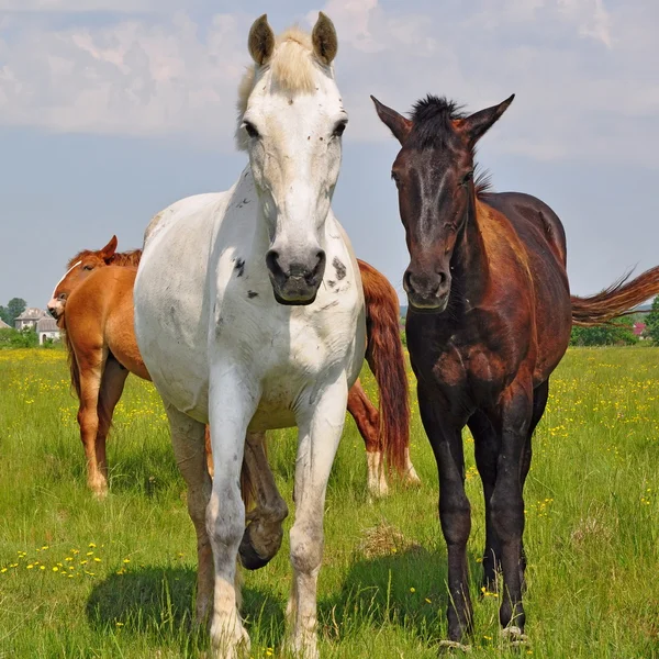 Лошади на летнем пастбище — стоковое фото