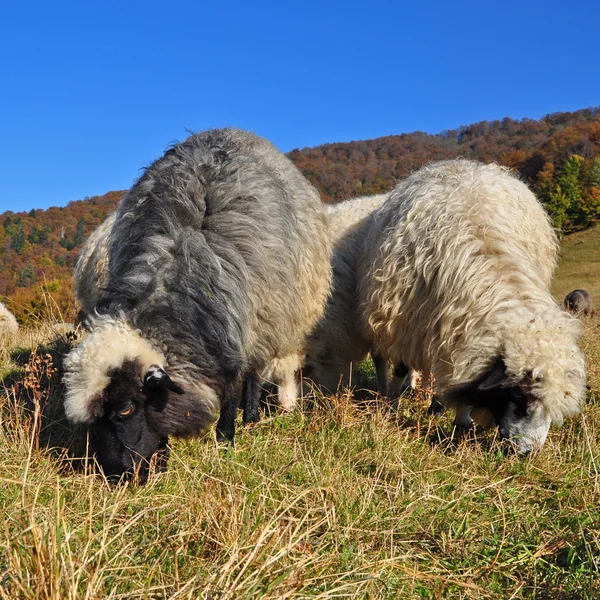 Moutons dans un paysage d'été — Photo