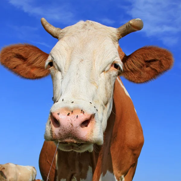 Cabeza de vaca contra el cielo — Foto de Stock