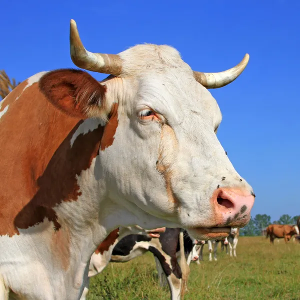 Head of a cow against a pasture — Stock Photo, Image