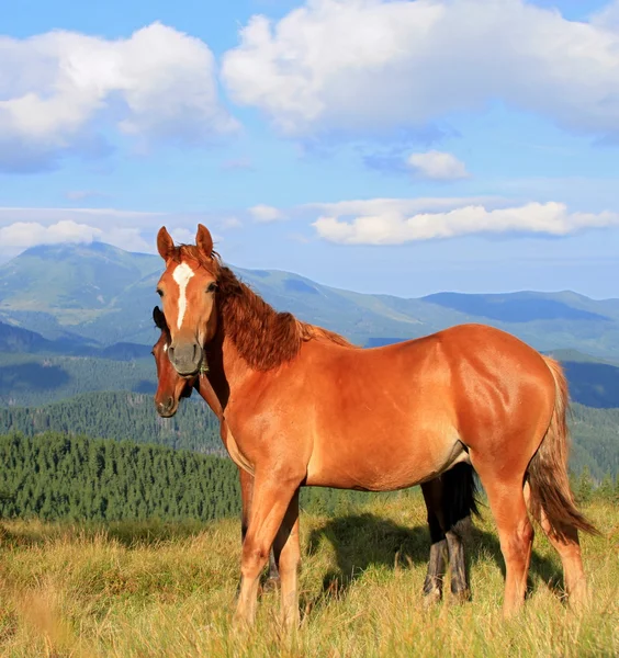 Caballos en un pasto de montaña de verano —  Fotos de Stock