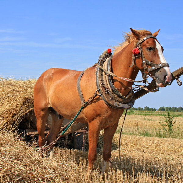 Transportation of hay by a cart.