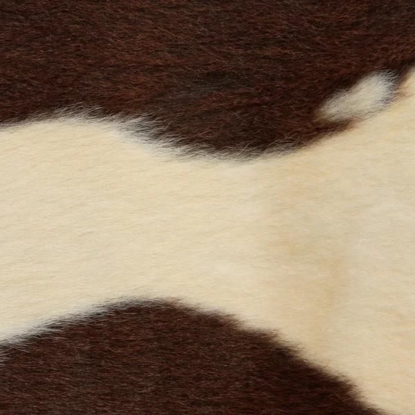 Θραύσμα από ένα δέρμα μιας αγελάδας — Φωτογραφία Αρχείου