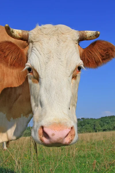 Cabeça de uma vaca contra um pasto — Fotografia de Stock