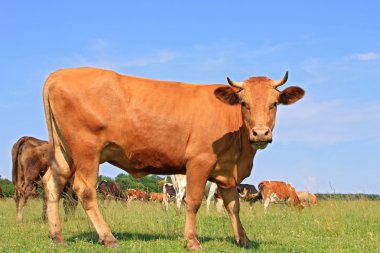 bir yaz mera derisindeki