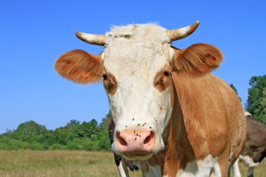 Yaz otlağında inek