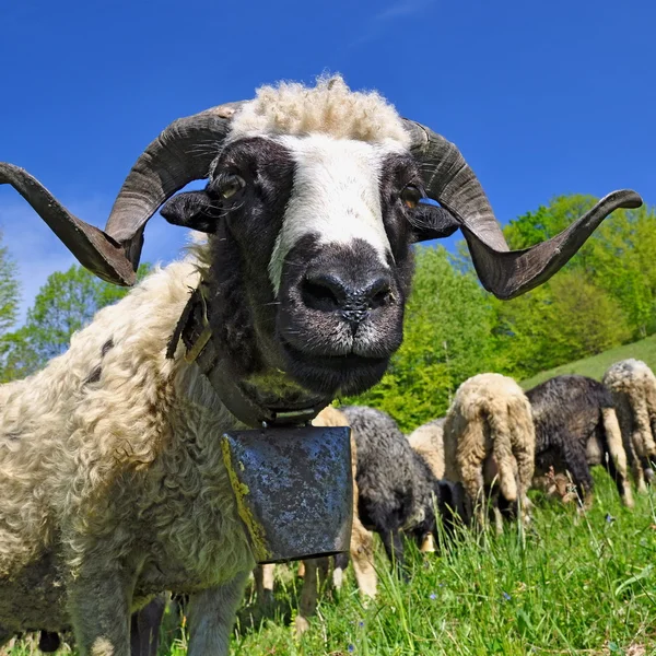 Hlava RAM proti pastvině — Stock fotografie