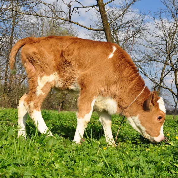 The calf on a summer pasture — Stock Photo, Image