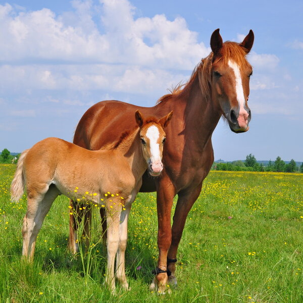 Foal with a mare on a summer pasture