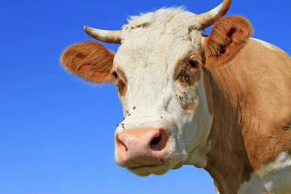 Testa di mucca contro il cielo — Foto Stock