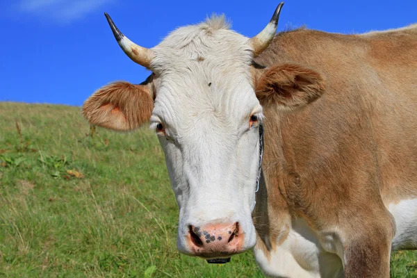 Cabeza de vaca contra un pasto — Foto de Stock