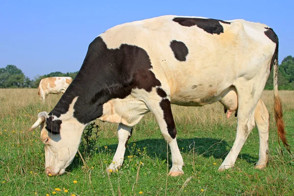 Mucca su un pascolo estivo — Foto Stock