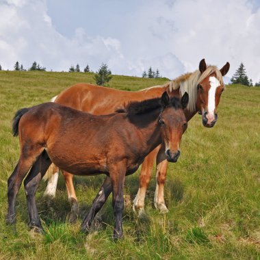 Yaz otlağında atlar