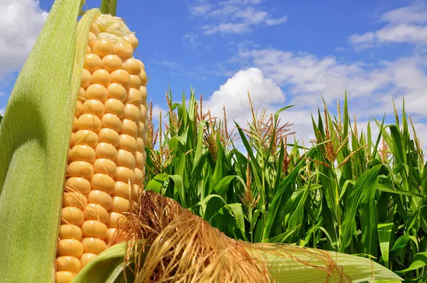 Ucho kukurydzy przed polem pod chmury — Zdjęcie stockowe