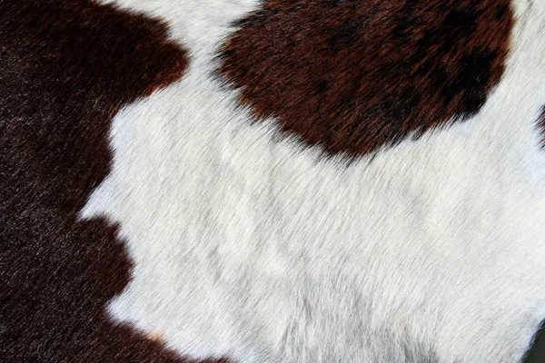 Fragment of a skin of a cow — Stock Photo, Image