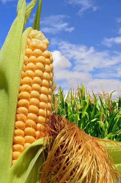 alan bulutlar altında karşı Mısır kulak