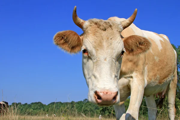 Vaca em um pasto de verão — Fotografia de Stock