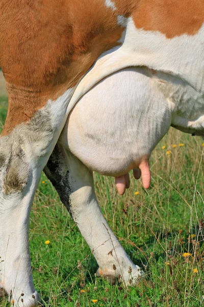 Вымя молодой коровы — стоковое фото