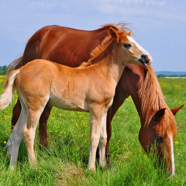 Fohlen mit Stute auf der Sommerweide. — Stockfoto