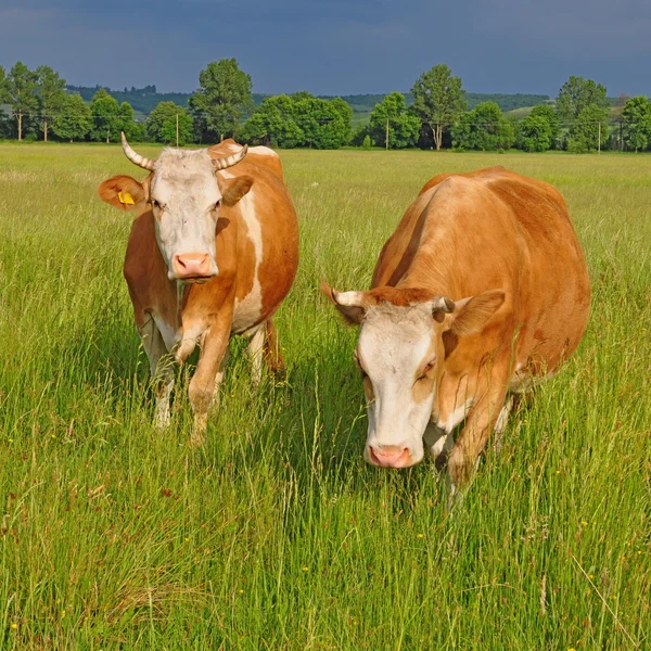 Vacas em um pasto de verão — Fotografia de Stock