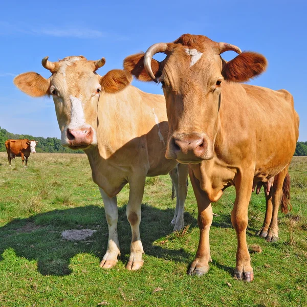 Mucche su un pascolo estivo — Foto Stock