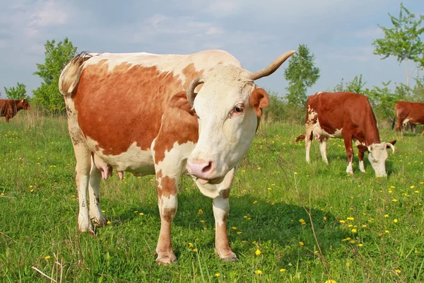 Mucche su un pascolo estivo — Foto Stock