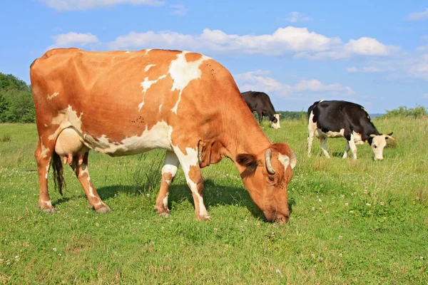 Cows on a summer pasture — Stock Photo, Image