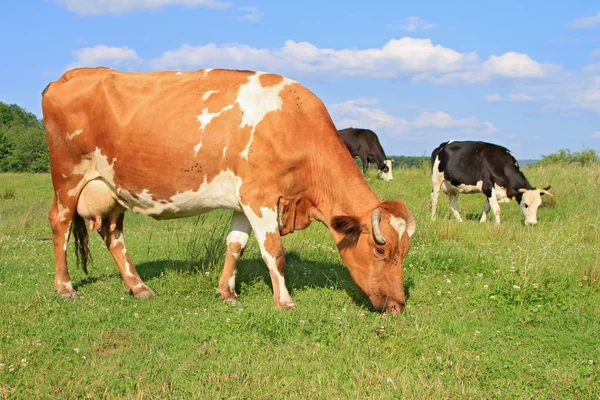 Vaches sur un pâturage d'été — Photo