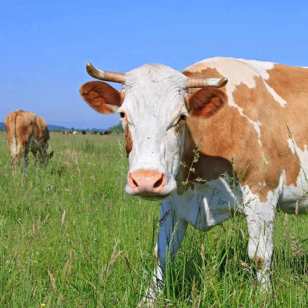 Vaca em um pasto de verão. — Fotografia de Stock