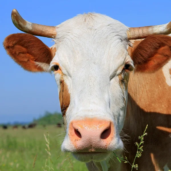 Cabeça de uma vaca contra um pasto . — Fotografia de Stock