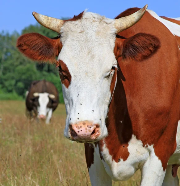 Cabeça de uma vaca contra um pasto . — Fotografia de Stock