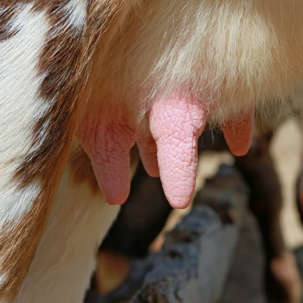 Udder of a young cow. — Stock Photo, Image