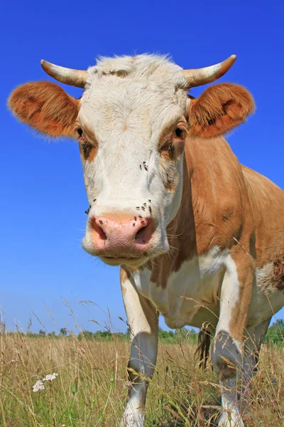 Koe op een zomerweide. — Stockfoto