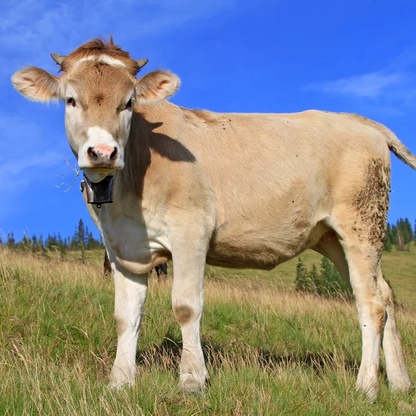 A nyári legelőn borjú — Stock Fotó