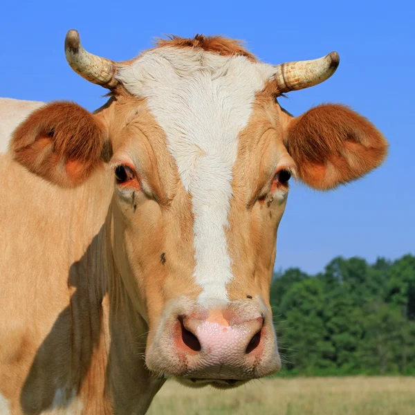 Testa di mucca contro un pascolo . — Foto Stock