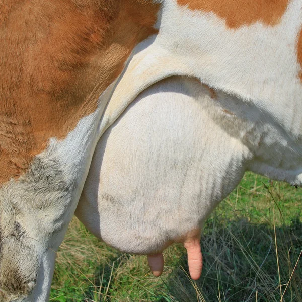 Udder de una vaca joven. —  Fotos de Stock