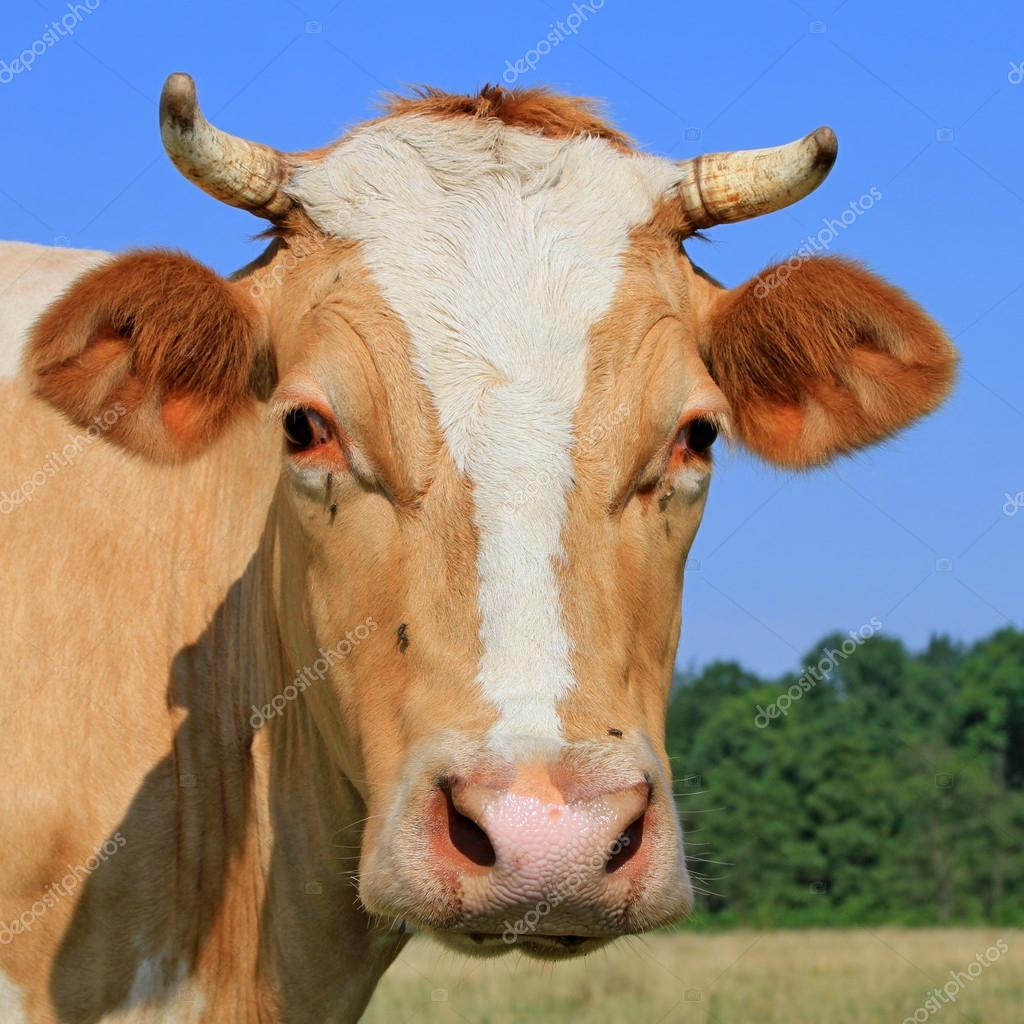 Head of a cow against a pasture. — Stock Photo © smereka 12237853