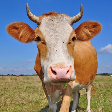 Yaz otlağında inek