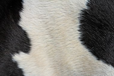 bir inek bir deri parçası