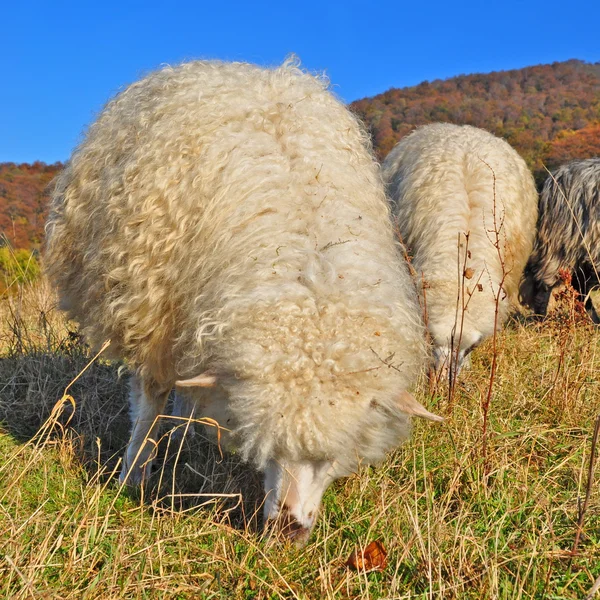 羊在夏天风景 — 图库照片