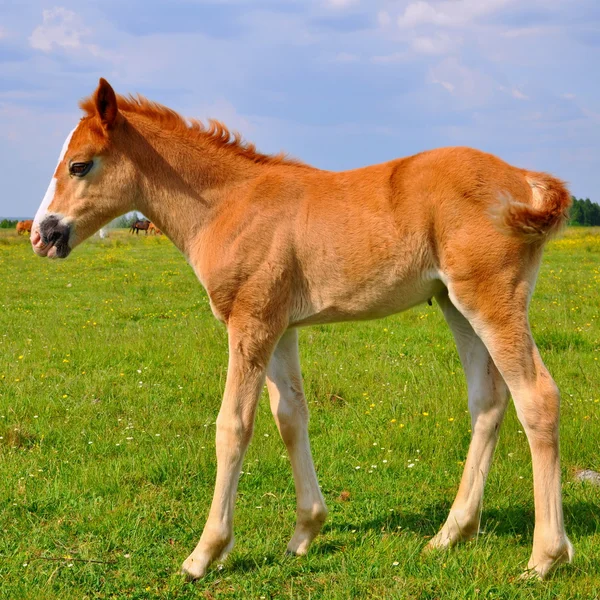 Foal 여름 방목 지에 — 스톡 사진