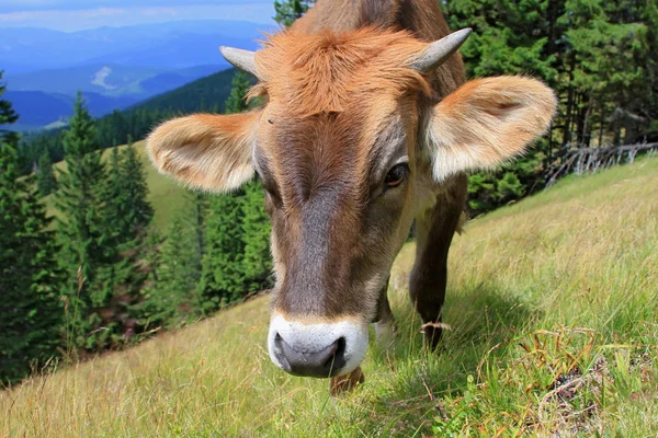 Le veau sur un alpage d'été — Photo