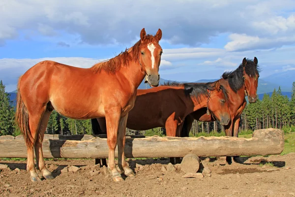 Caballos en un pasto de montaña de verano —  Fotos de Stock