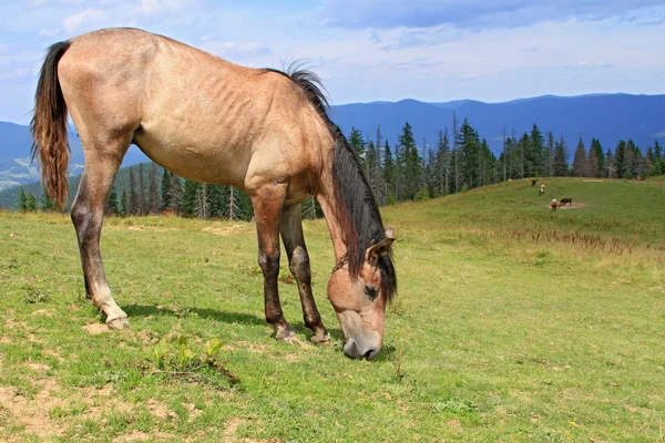 Caballo en un pasto de montaña de verano — Foto de Stock