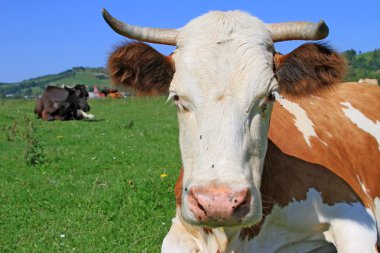 Yaz otlağında inek