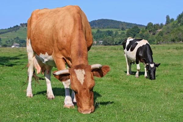 Kühe auf einer Sommerweide — Stockfoto